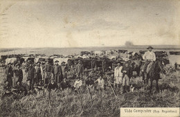 Argentina, Vida Campestre, Country Life, Cows (1919) Postcard - Argentina