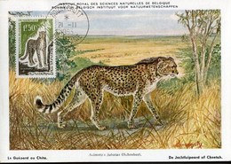 72615 Mauretanie, Maximum  1963   Guepard   Acynonyx Jubatus - Mauritania (1960-...)