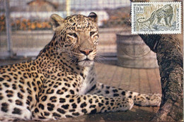 72616 Mauretanie, Maximum  1963  Leopard - Mauritania (1960-...)