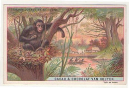 (Chromos) 004, Cacao & Chocolat Van Houten, L'Orang-Outang Et Sa Hutte Singe - Van Houten