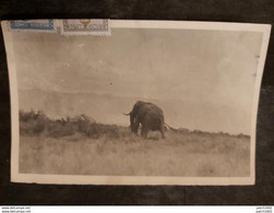 Congo éléphant +timbres Congo - Congo Belga - Otros