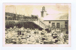 F1020) Portugal RARO Amador Fotográfico Castelo Branco Jardim Paço Episcopal C.1939 (cansado) - Castelo Branco