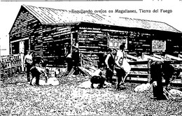CHILI - Carte Postale - Esquilando Ovejos  En Magallanes -Tonte Des Moutons En Terre De Feu - L 129480 - Chile