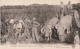 ***  33  ***  CREON La Récolte Du Raisin - Vigne Vin    M. Mailhe, Tabac éditeur Neuve TTBE - Wijnbouw