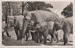 D-20095 Hamburg - Carl Hagenbeck's Tierpark - Zoo - Elefanten (1955) - Stellingen