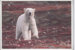 Greenland Postcard Polar Bear Unused (LG164A) - Groenland