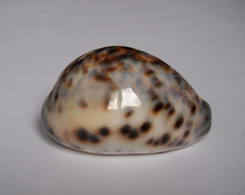 Cypraea Tigris - Coquillages