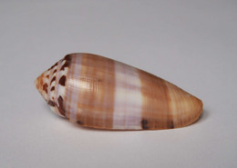 Conus Circumcisus - Coquillages