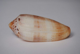 Conus Circumcisus - Coquillages