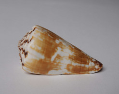 Conus Distans Chinoi - Coquillages