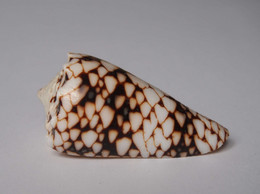 Conus Bandanus - Coquillages