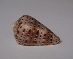 Conus Genuanus - Coquillages