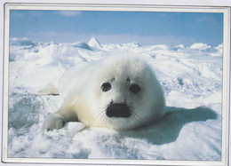 Greenland Postcard Young Harp Seal Unused (LG166C) - Groenland