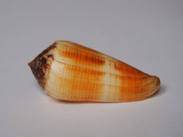 Conus Magus Circae - Coquillages