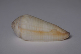 Conus Terebra - Coquillages