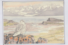 Greenland Postcard Gyrfalcon Unused (LG169) - Groenland