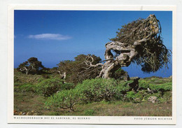 AK 075114 SPAIN - El Hierro - Wacholderbaum Bei El Sabinar - Hierro