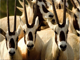 (1 J 30) UAE - United Arabs Emirates - Abu Dhabi - Sir Bani Yas Isand - Arabian Oryx - Emirats Arabes Unis