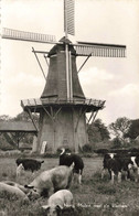 Norg Molen Koeien En Varkens KL372 - Norg