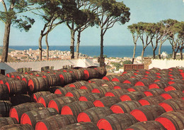 66 Banyuls Sur Mer Le Haut Lieu De Banyuls Et Vue Sur La Ville Tonneau Vin Tonneaux CPM - Banyuls Sur Mer