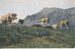 Switzerland Postcard Sent To Denmark 12-7-1908 Auf Der Alpweide - Sent