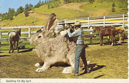 CP Etats-Unis 1983 ID - Saddling Up Big Jack - Autres & Non Classés