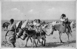 Coq Sur Mer : Promenade à Dos D'âne - De Haan