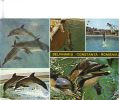 Zs28098 Constanta Delphinarium Dauphins Dolphins Ponticus 25x15 Cm  Not Used Back Scan Available At Request - Dauphins