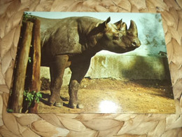 Postkarte Postcard Rhinoceros - Rhinozeros