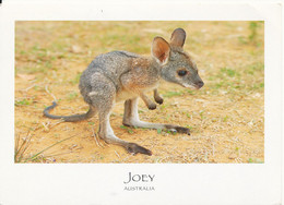 Australia Postcard Sent To Denmark (Joey) - Autres & Non Classés