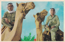 A16809 - CAMEL RIDERS POSTCARD 1950 PRINTED IN ISRAEL - Palestine