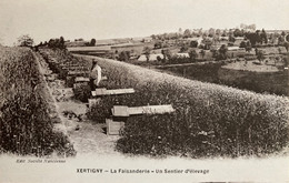 Xertigny - La Faisanderie - Un Sentier D’élevage - élevage De Faisans Gibiers Éleveur - Xertigny