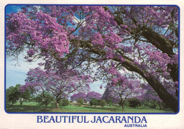 Beautiful Jacaranda Trees, Queensland, Australia - Arbres