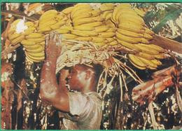 Antilles - Escale à Saint Vincent - Récolte De Bananes - Saint-Vincent-et-les Grenadines