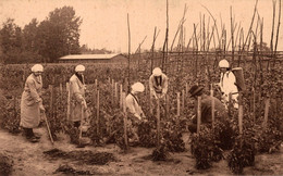 BERLAER LEZ LIERRE / ECOLE NORMALE SUPERIEURE D'ECONOMIE RURALE - LECON D'HORTICULTURE - Berlaar