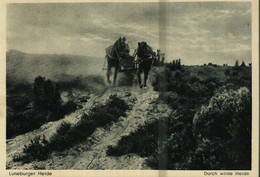 LÜNEBURGER HEIDE - Durch Wilde Heide - Walsrode