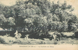 20 ARBELLARA La Cueillette Des Olives - Other & Unclassified
