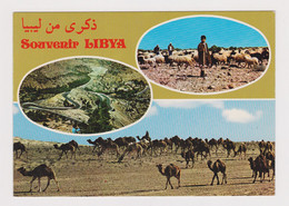 Libya Libyen Libia Libye Native Scene Camels, Shepherd Vintage Photo Postcard RPPc CPA (51086) - Libya