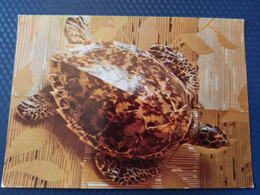 TURTLE - Testudo  - Eretmochelya Imbricata -soviet Postcard - Old PC - Tortue 1975 - Schildkröten