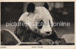 GIANT PANDA OLD B/W POSTCARD ZOOLOGICAL SOCIETY OF LONDON - Bears