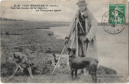 62  Etaples    -  Sur Les  Bords  De La  Canche  Le Troupeau  Egare - Etaples