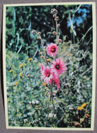 ISRAEL NEOT KDUMIM ILAN FLOWERS SHANA TOVA NEW YEAR JUDAICA PC KARTE BEST WISHES CARD POSTCARD CARTOLINA ANSICHTSKARTE - Nieuwjaar