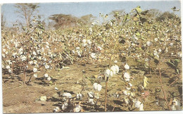 AC1426 Sudan - Nuba Mountains - Short Staple Cotton / Viaggiata - Sudan
