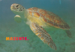 CPM / TORTUE MAZUNTE MEXIQUE + TIMBRE L ORQUE - Tortues