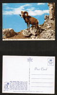 CANADA   ROCKY MOUNTAIN BIGHORN SHEEP---UNUSED POSTCARD (PC-146) - Banff