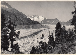 Suisse - Riederalp - Naturschutzgebiet - Aletschwald - Grosser Aletschgletscher - Riederalp