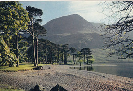 Postcard The Buttermere Pines Cumberland My Ref B25535 - Buttermere