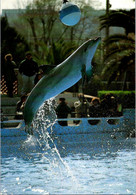 (1 J 56) France - Marineland Dolphin And Ballonn Show - Dauphins