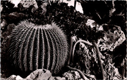 (1 J 59) Monaco - Jardin Exotique (b/w Posted) - Cactus