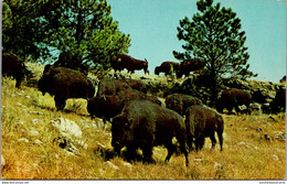 South Dakota Black Hills Custer State Park Buffalo Herd - Autres & Non Classés